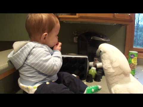 Cockatoo and Baby share snacks 4 15 11
