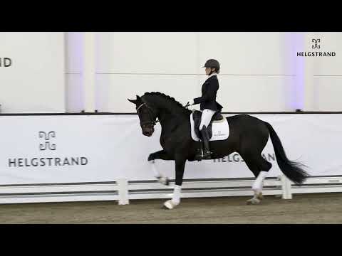 Zanetti by Zoom / Fürst Romancier - stallion born 2018 (GER)