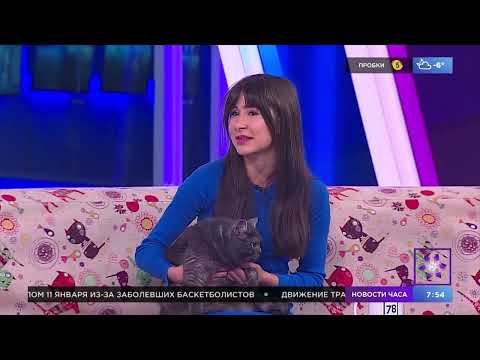 Миниатюра изображения товара Художественная книга Питер Книга-котострофа: Кот и Новый год! Полезные сказки (Кретова К.)