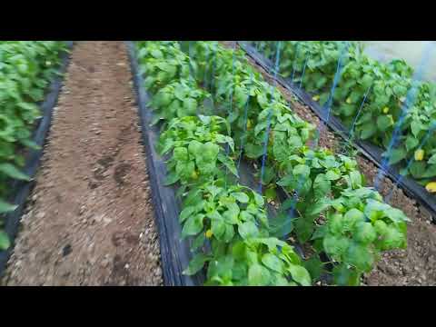 În inspirație la solare