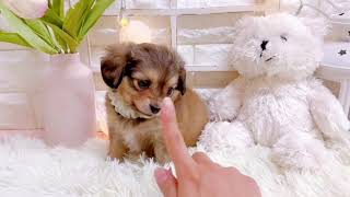 ハーフ犬の動画01