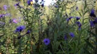 Understanding Love Through a Singing Forest