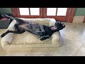 Yawning Great Dane Loves To Sleep On Her Back