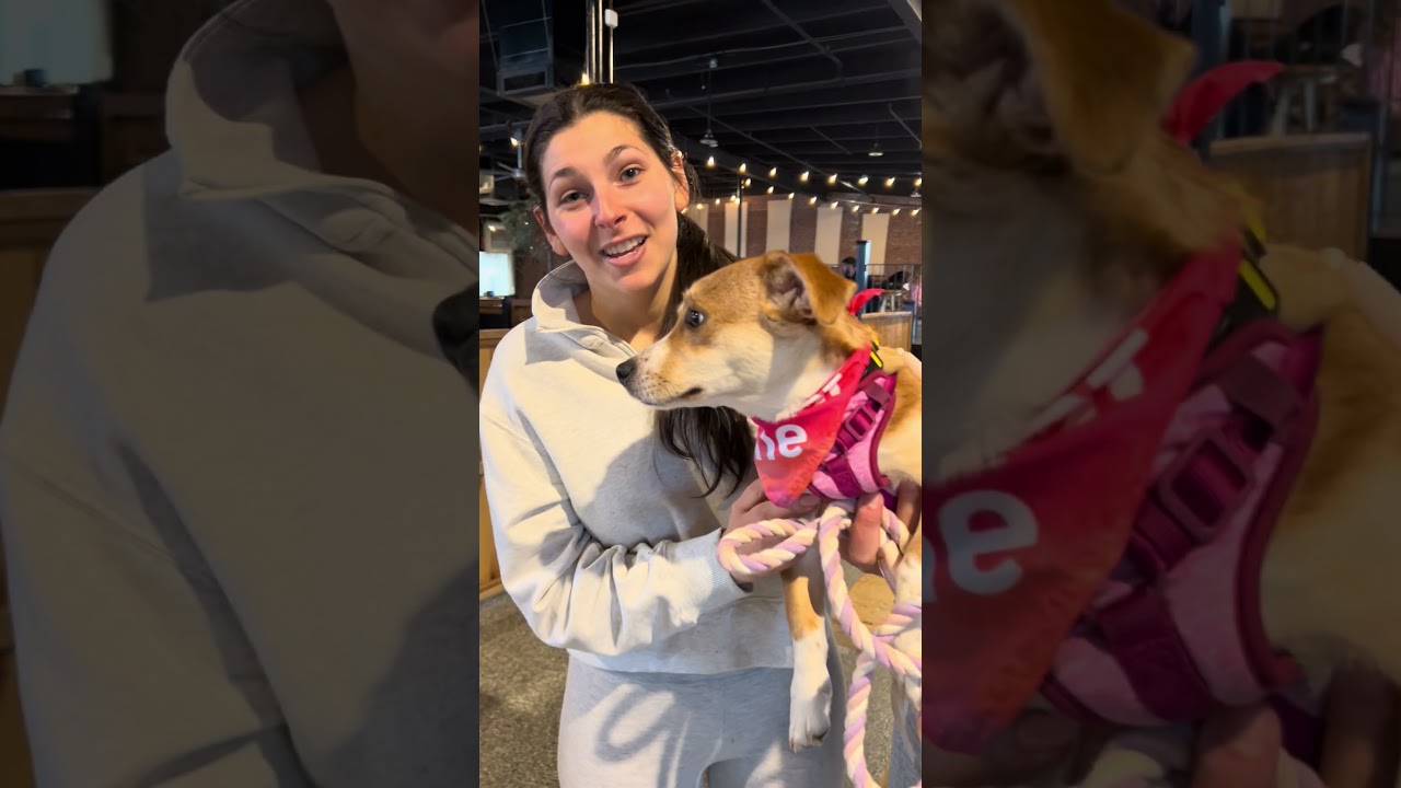 Zuma - Local pup, an adopted mixed breed in Andover, MA video 6/6