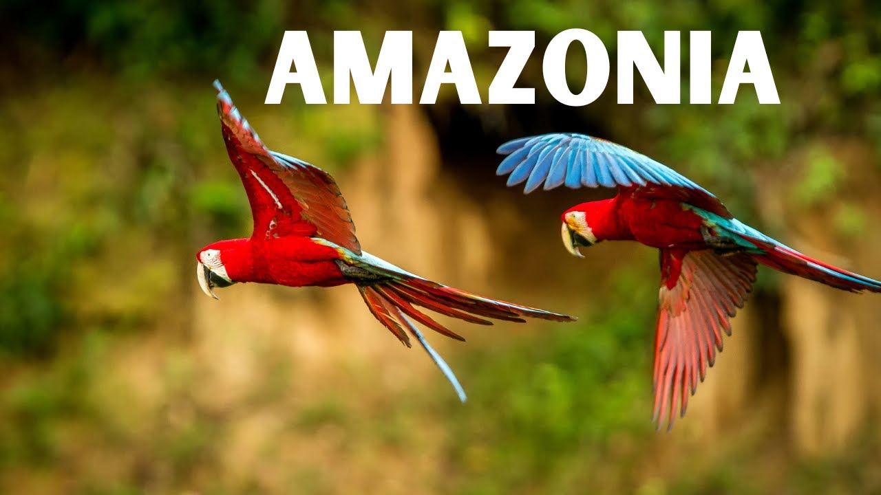 Sounds of the Jungle: An Auditory Journey through the Amazon in 4k