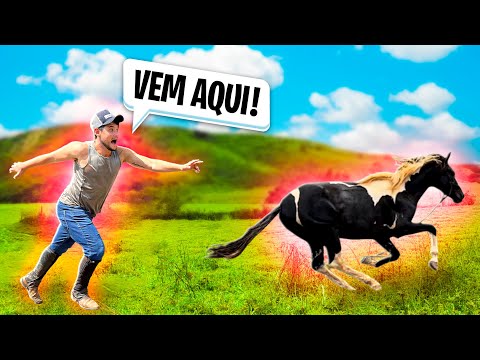 My Ambassador HORSE RUN AWAY 😭