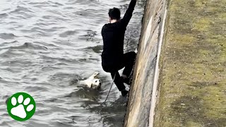 Strangers come together to save dog suck in stormy river