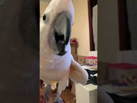 Misha bird is a tired angry cockatoo who is angry, loud, and doesn't want to stop playing