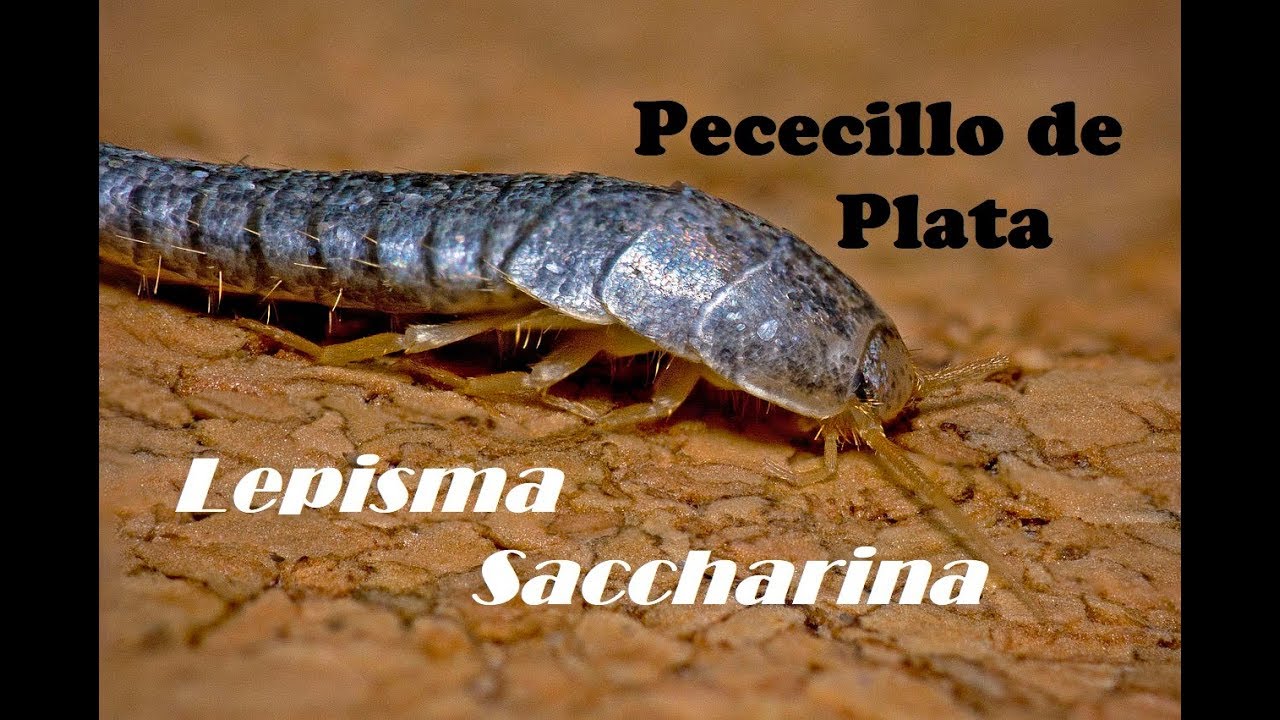 Lepisma Saccharina (Pececillo de Plata)