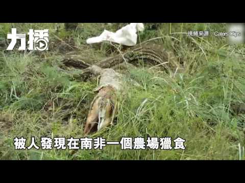 吐出整隻羚羊欲逃走