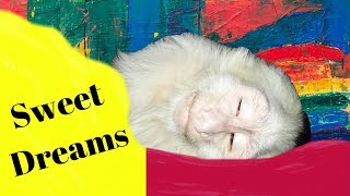 Monkey Lillian Louise and Grammy (#4)