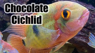 Chocolate Cichlid | Care Guide &amp; Species Profile