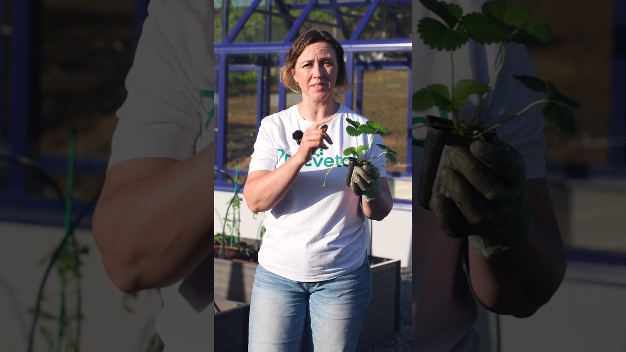 У вас будет море сладкой ароматной клубники, если посадите так весной! Что добавить в лунку при посадке