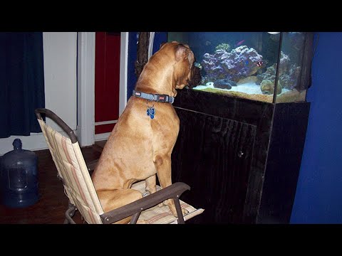 Les Boxers sont les chiens les plus bizarres et les plus adorables qui soient !