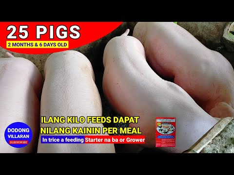 , title : '25 Pigs // 2 months & 6 days old // How many kilo of feeds they must eat per meal // Vlog 179'