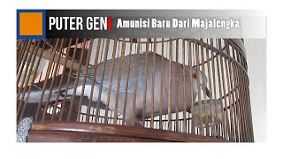 Download lagu PUTER GENI GACOR | Dederuk Asal Majalengka mp3