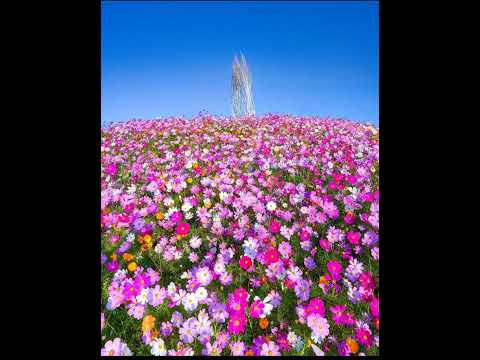 mere maahi jinaa Shona na koi..🌺🌼🌸 #nature #flowers