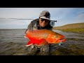 CHANNEL LAUNCH Neon Fish In The ARCTIC Circle