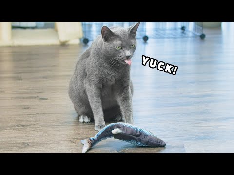 I Give My Russian Blue Cats a Moving Fish