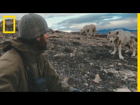 Face to face with wild wolves