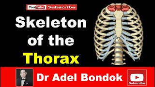 Skeleton of the Thorax Dr Adel Bondok