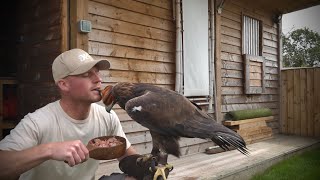 Why I bowl feed my Golden Eagle [SAKO]