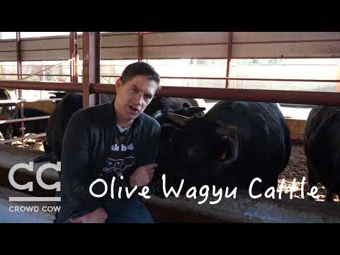 Olive Wagyu Sourcing