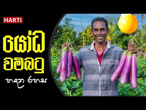 යෝධ වම්බටු හදන රහස