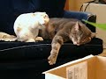 Uvanlige venner Katt og kanin