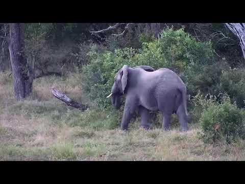 Djuma: Lone Elephant bull on a mission - 17:34 - 04/18/21