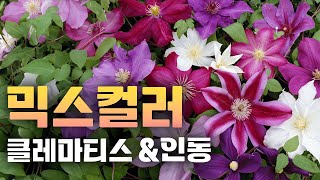 색깔조합 완료! 뿌리까지 왕창 돌려버린 믹스컬러 클리마티스 & 인동! 등수국은 덤으로! [JB가든센터_대림묘…