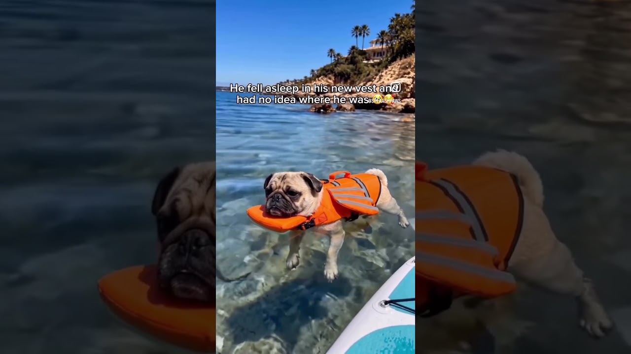 Max Is Living Gooooood! 🐶 🙌🏿