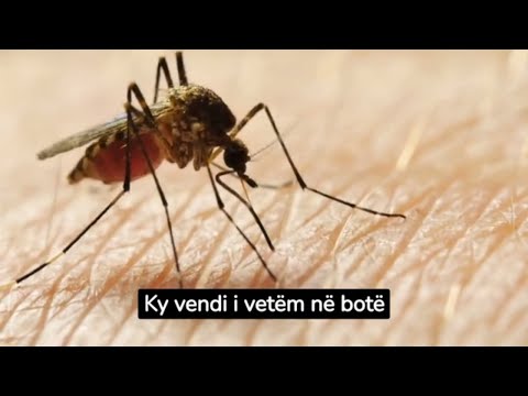 Ky vendi i vetëm në botë pa mushkonja