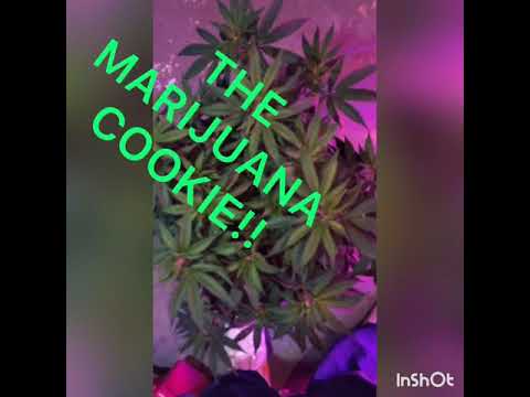 I CANT GET RID OF MY POWDERY MILDEW HELP!!!!