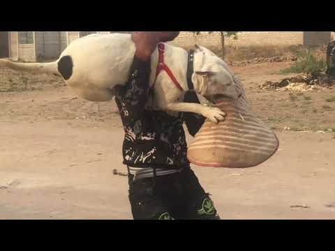 BULL TERRIER PROTECTION TRAINING