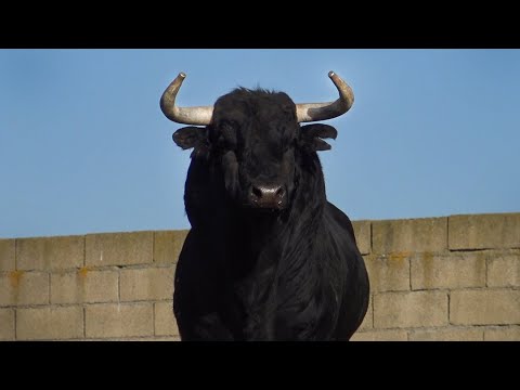 Ciudad Rodrigo 2022 Concurso Goyesco de Recortes