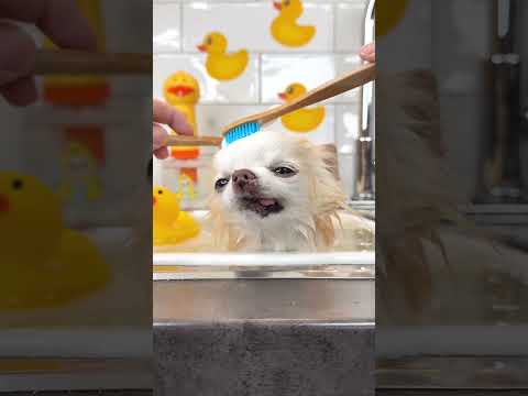 Bath time zen for tiny Cedric 💛