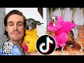 Viral TikTok sensation Tika the Iggy is a dog with 300 outfits | New York Post