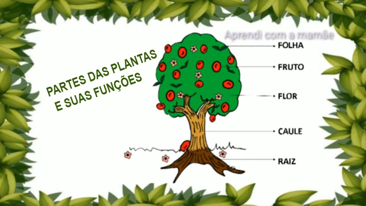 As partes das plantas e suas funções-1 ano - educação infantil