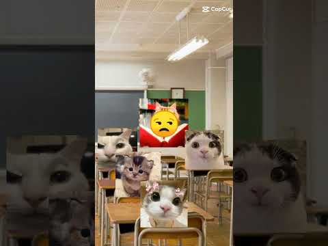 say present!!!! #aksacat #cats