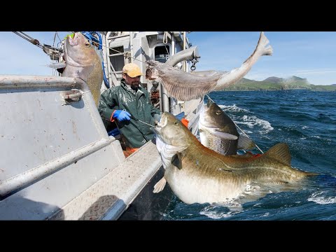 longline fishing, Commercial Fishermen Fishing Vessel - Catch a lot of cod and Halibut on the sea #2