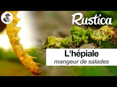 Lutter contre lâhĂ©piale