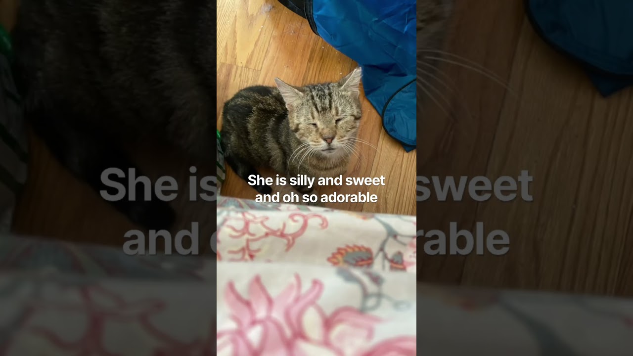 Joanie, a ADOPTABLE Domestic Short Hair in Brooklyn , NY video 5/5