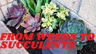 FROM WEEDS TO SUCCULENTS!