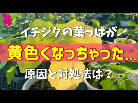 ズッキーニの苗が黄色いのはなぜですか?葉が黄色くなる5つの一般的な原因とその対処法  庭園