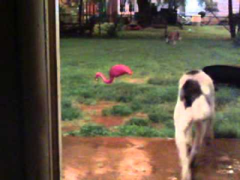 The Elephant in the Room is a Flamingo in the YARD rider on the storm 5/30/2013