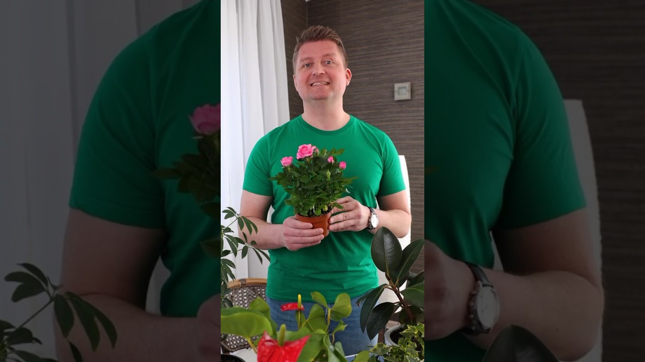 Подарили розу в горшочке? Будет цвести пышно и долго, если сразу сделаете так!