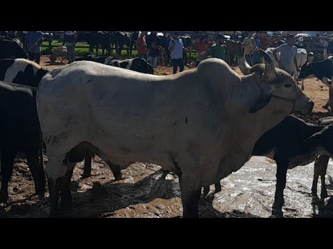 Feira do gado em Buíque do dia 07/03/2026