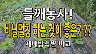 들깨농사! 비닐멀칭하는 것이 좋을까? 들깨 재배방식별 생육상태 비교