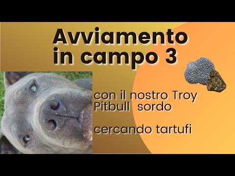 Avviamento di Troy  Pitbull alla cerca del Tartufo 3 -  (12-04-2016)